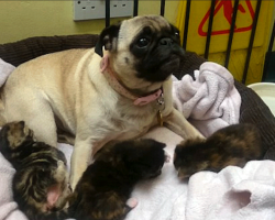 Pug Took In Kittens – Who Were Abandoned In A Stairwell