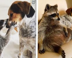 Orphaned Raccoon Adopted By Rescue Dogs Now Thinks She’s One Of Them
