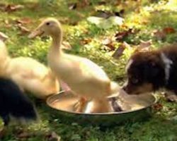 Cute Australian Shepherd Puppies Attempt To Herd Ducklings For The First Time