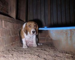 Frightened Puppy Mill Dog Hides Her Puppies In The Wall To Keep Them Safe