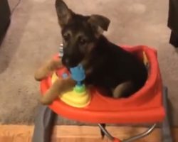 Puppy With Special Needs Doesn’t Let Anything Stop Him From Enjoying Life