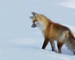 How Wild Red Foxes Hunt For Mice In The Deep Snow Is Amazing