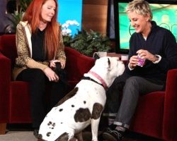 Rescue Pit Bull Steals Ellen’s Show! He Wins Over The Entire Audience!