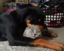 Cat Befriends Rottweiler And Gets More Than He Bargained For
