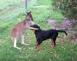 Rottweiler Puppy and Kangaroo. These Two Unlikely Friends are Truly One of a Kind!