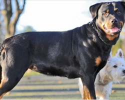 Tiny Terrier Got A Rottweiler Pregnant And Their Puppies Are Adorable
