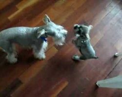 Schnauzer Dad and Son Interaction is the Most Adorable Thing Ever!