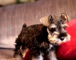 11 Things Only Schnauzer Pup Parents Understand