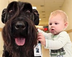 Selfless Giant Schnauzer Gives Hospital Children a New Leash of Life