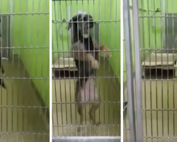 Dog Wants Adopted So Badly, She Dances Every Time She Sees Someone