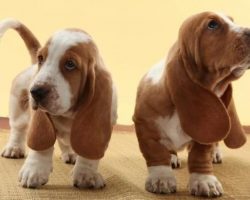 14 Signs You’re A Crazy Basset Hound Person… and Damn Proud To Be!