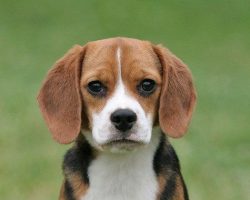 15 Signs You’re A Crazy Beagle Person… and Damn Proud To Be!