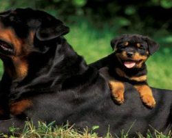 15 Signs You’re A Crazy Rottweiler Person… and Damn Proud To Be!