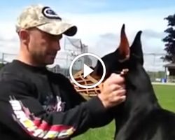 Doberman Pinscher Shows The World How Incredibly Smart Dogs Are