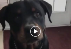 Dog Hilariously Shows How Smart They Are By Expressing His Likes & Dislikes. Too Funny!!