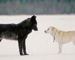 How An Unexpected Friendship With A Wolf Transformed A Whole Town