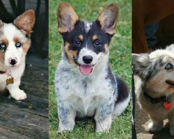 25 UNREAL Corgi Dog Cross Breeds You’ve Got To See To Believe