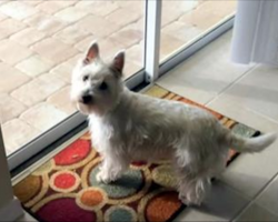 Dog spots brand new pool in backyard, sprints towards it the moment owner opens the door