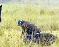 Man saves wild horse with chained legs – But moments later receives the most incredible thank you