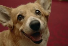 Queen Elizabeth Mourns Death of Her Last Corgi, Willow
