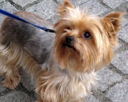 12 Realities New Yorkie Owners Must Learn To Accept