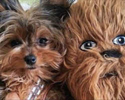 12 Yorkies Who Are Adorably Dorky