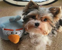 15 Signs That Indicate You’re A Crazy Yorkshire Terrier Person… And Are Damn Proud of It!