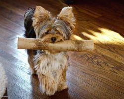 18 Reasons Why Yorkshire Terriers Are The Worst Dogs To Live With