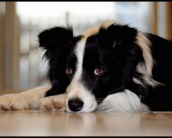 20 Things All Border Collie Owners Must Never Forget