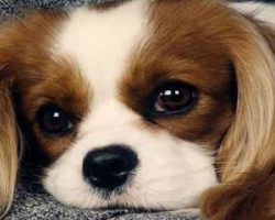 20 Things All Cavalier King Charles Spaniel Owners Must Never Forget