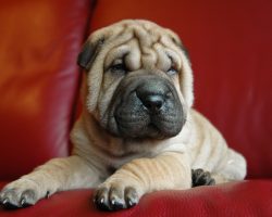 20 Things All Shar Pei Owners Must Never Forget