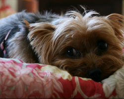 5 Problems Only Yorkshire Terrier Owners Will Understand
