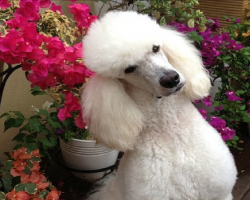 6 Problems Only Poodle Owners Will Understand