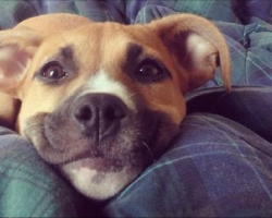6 Problems Only Pit Bull Owners Will Understand