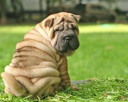 6 Problems Only Shar Pei Owners Will Understand