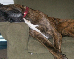 8 Problems Only Great Dane Owners Will Understand
