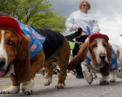 Basset Bash & Waddle