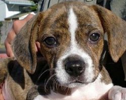 18 Unreal Beagle Cross Breeds You Have To See To Believe