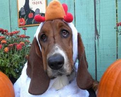 17 Costumes That Prove Basset Hounds Always Win At Halloween