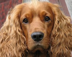 Top 10 Things Cocker Spaniels Don’t Like