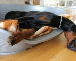 The 10 Most Awkward Doberman Pinscher Sleeping Positions