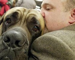 15 Celebrity Mastiff Owners