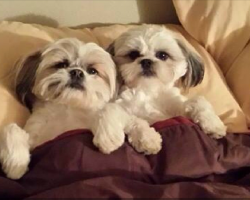 6 Problems Only Shih Tzu Owners Will Understand