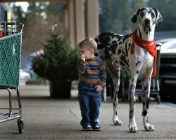 12 Realities New Great Dane Owners Must Accept