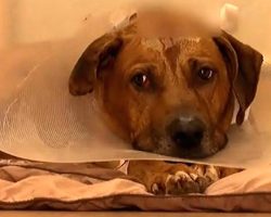 Friendly Dog Survives Being Shot In Head By Burglars