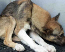 Shelter Dog Wouldn’t Look Anyone In The Eye As If He Deserved To Die