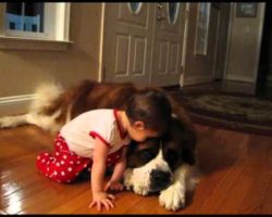 How This Gentle Giant Reacts To His Human Baby Sister Is The Best. You’ll Love It.