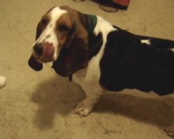 Basset Battles Boiled Egg