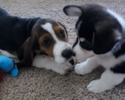 Cute Corgi and Basset Hound Puppies Playing