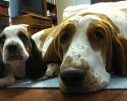 Mama Guards Basset Puppies